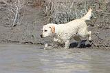 LABRADOR 535